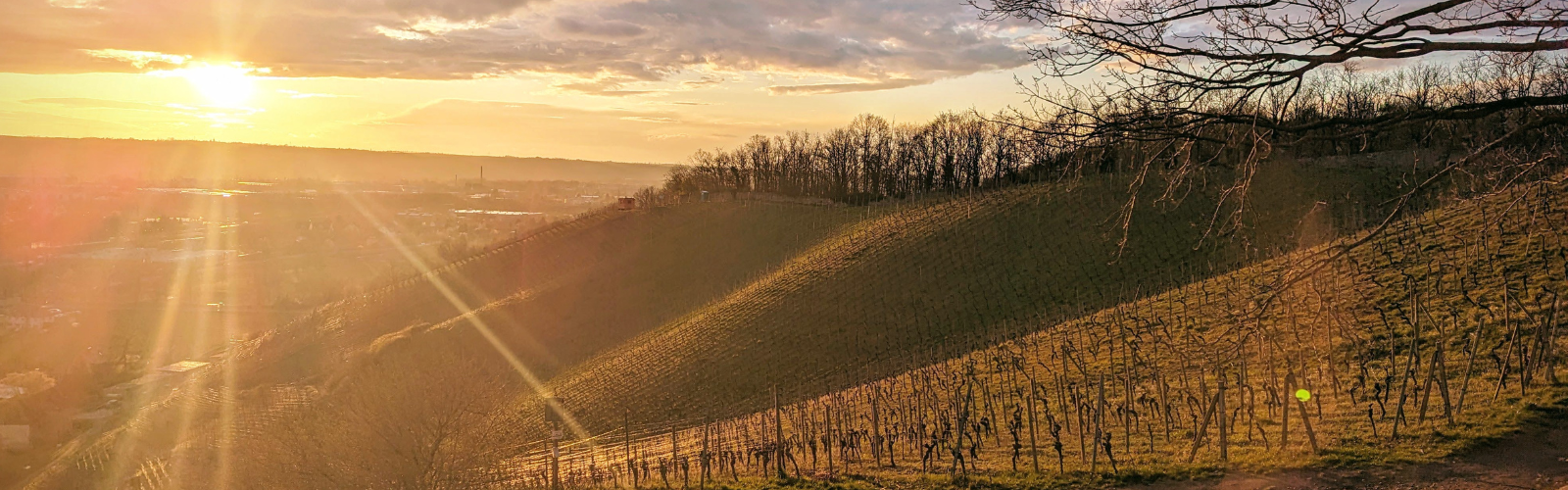 Sunset over a hill. The hill has bare trees and sparce greenery.